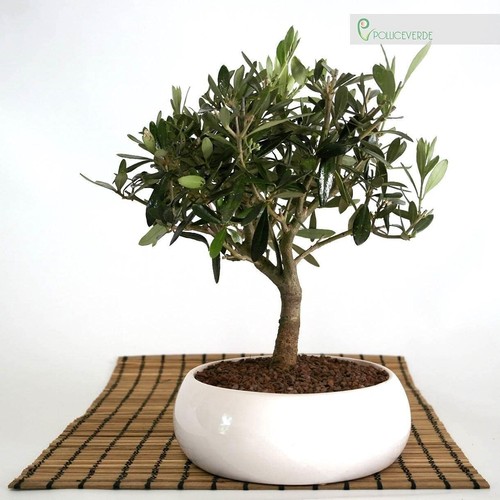 Bonsai olivo ciotola tonda - bonsai,