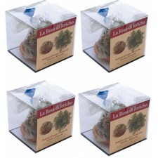 Rosa di Jericho confezionata 4 pezzi promo