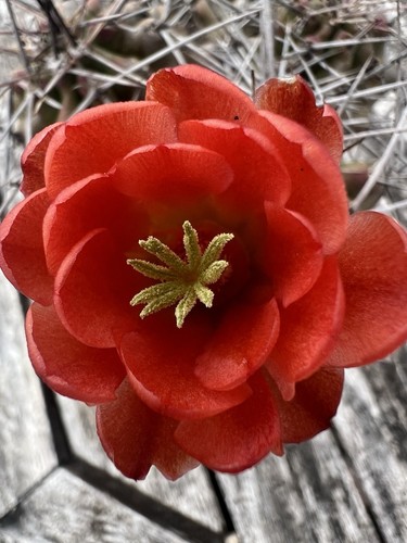 Echinocereus triglochidiatus