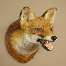 Testa di Volpe Rossa fuchs