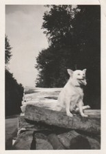 B1 - Foto Photo Fotografia anni 60 - Cane su tronchi legna