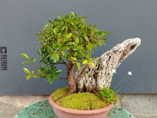 Bonsai ficus 38x27cm pianta - ficus,