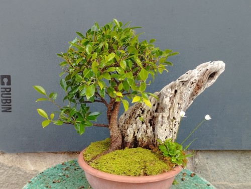 Bonsai ficus 38x27cm - ficus, pianta