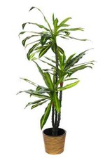 2 pezzi!!XXL Albero del Drago