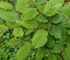 Carpino bianco "Carpinus