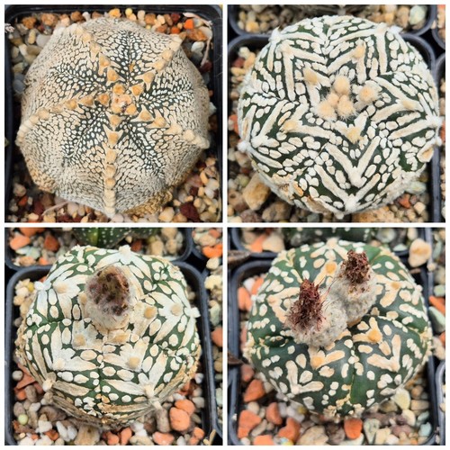 Astrophytum asterias super - astrophytum,