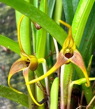 Masdevallia Species 'Wood Bells' NUOVO fiorito orchidea orchidee