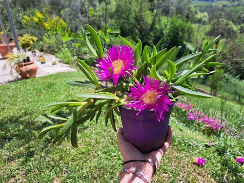 Carpobrotus quadrifidus pianta