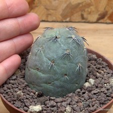 Tephrocactus geometricus rosso