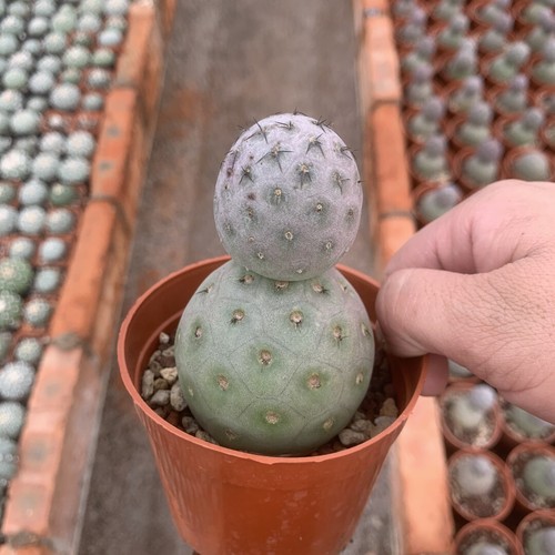 Pianta cactus succulenta 7 - pianta,