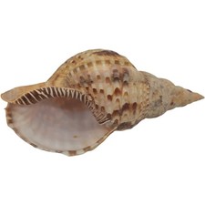 Tromba Tritone Charonia