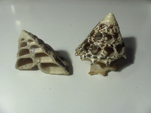 Madreperla conchiglia pz - ,