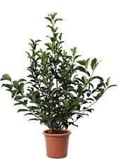 Viburnum Lucidum, Pianta di