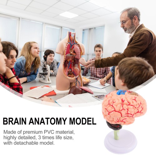 Cervello modello anatomico