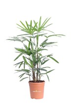 Pianta di Rhapis Excelsa Palma vera ornamentale tropicale da arredo interno