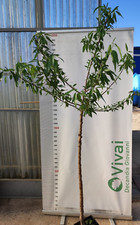 PIANTA DA FRUTTO MANDORLO DOLCE VASO 24 foto reali