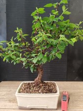 Bonsai prunus tormentosa h - di,