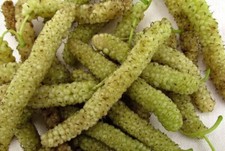 Gelso Pakistano Bianco Gigante Lungo 15 Semi Freschi da Piantare + REGALO