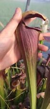 Sarracenia alata a28xa60 1
