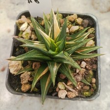 Haworthia🌵🌵Hard Leaf