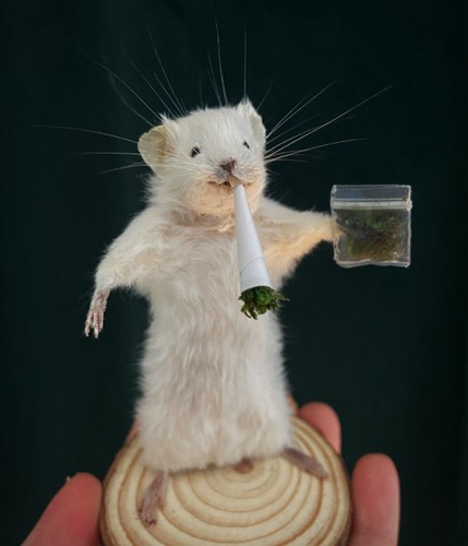 Taxidermy 420 mouse - taxidermy,