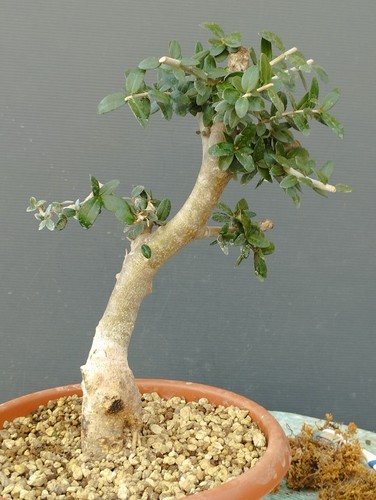 Bonsai olivastro 20x10cm - bonsai,