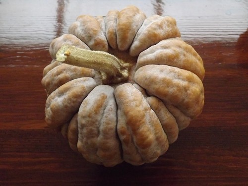 Zucca kogigu 10 - zucca,