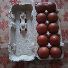 10 uova da cova, galline