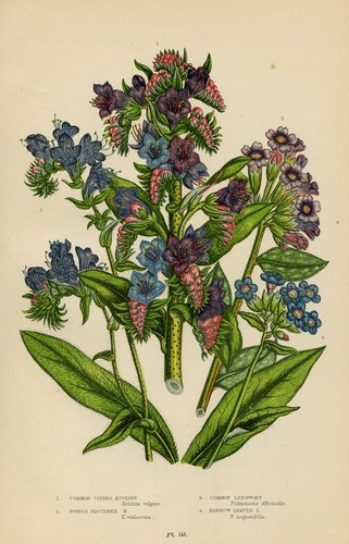 Stampa botanica antica - antica, 1899