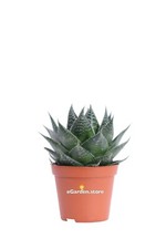 Pianta di Aloe Aristata Cosmo vera grassa succulenta ornamentale da interno