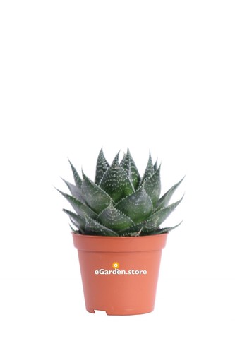 Pianta aloe aristata cosmo - di,