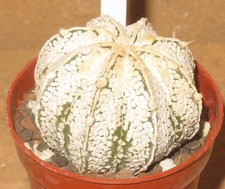 Astrophytum asterias cv Snow