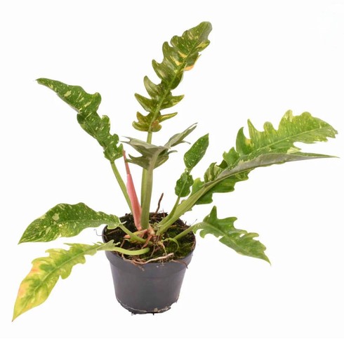 Philodendron ring fire - philodendron, of