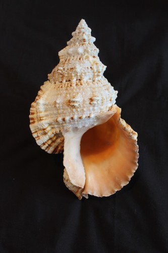 Giant frog seashell - 'giant, (a3)