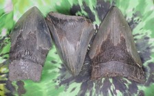 Denti di squalo megalodonte 3
