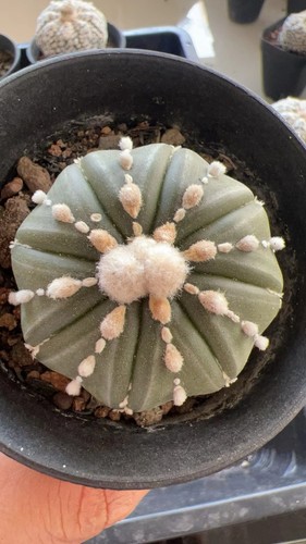 Cm raro cactus - pz,