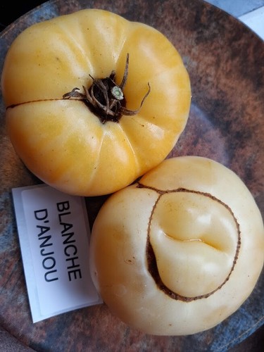 Pomodoro blanche anjou - blanche, d'anjou