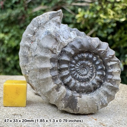 Fossil ammonite gagaticeras - fossil,