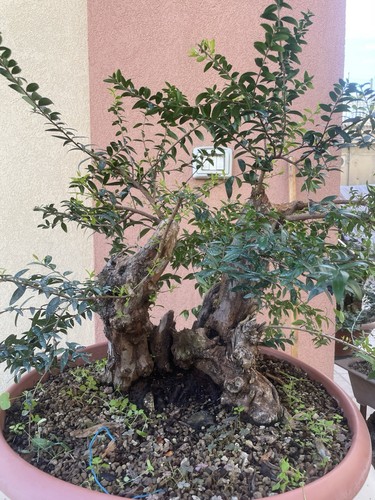 Pre bonsai mirto - bonsai, di