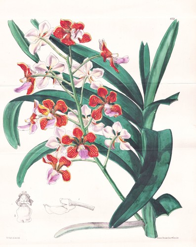 Vanda limbata giava - giava, orchidea