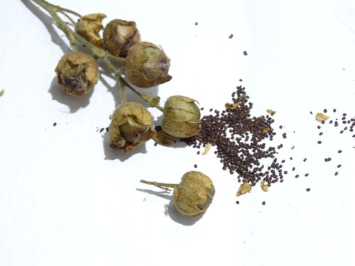 Tabacco indiano cerimoniale - tabacco,