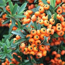 Pianta di Pyracantha Nana in vaso da 16 cm