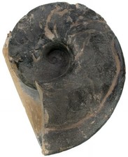 Trias Germanonautilus