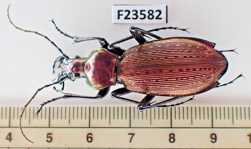 F23582 insetti carabidae - insetti,,