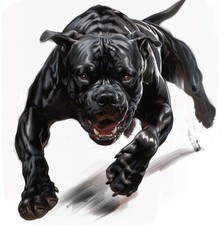 Dogo Canario Cane Corso Molosso Pitbull Adesivo Poster Sticker Lucido 20x20 Cm
