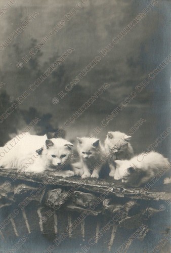 Famiglia gatti gattini - famiglia,