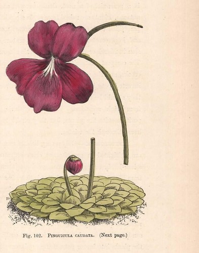 Stampa antica fiori pinguicula - stampa,