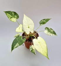  Bellissima Alocasia Gageana Albo variegata 2 piante in vaso M708