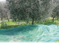 Telo PVC Raccolta Olive Rete Anti-UV Antispina con Occhielli mt 10x10 Confine