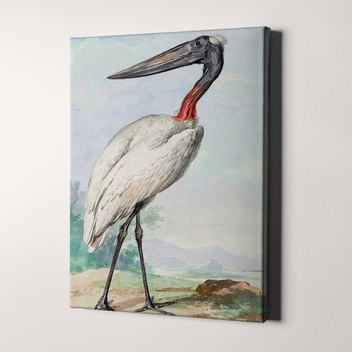 Jabiru jabiroe cicogna aert - jabiru,